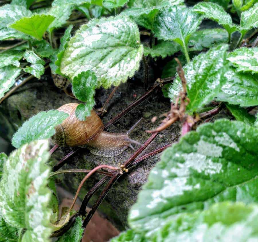 a picture of a snail on the Camino