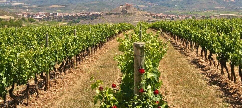 Alvarinho-Wine vineyards-along-the-camino-de-santiago