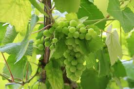 albarino wine grapes on the Camino