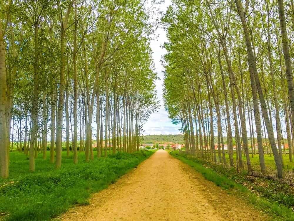 Camino Frances