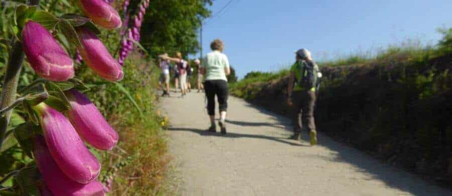 Pilgrim walking the Camino