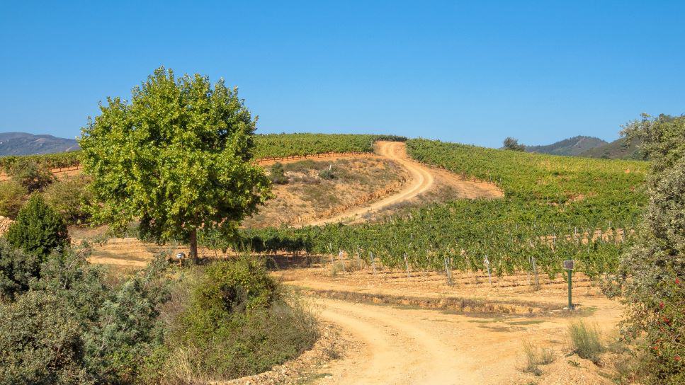 a picture of a landscape. There is a dirt path leading through the valley