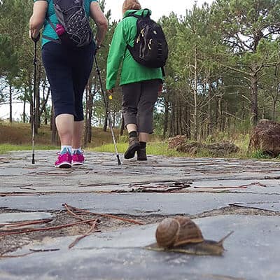 How Difficult is it to Walk the Camino? pilgrims snail
