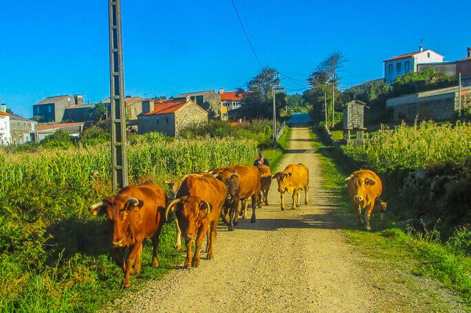 random cattle on the camino trail