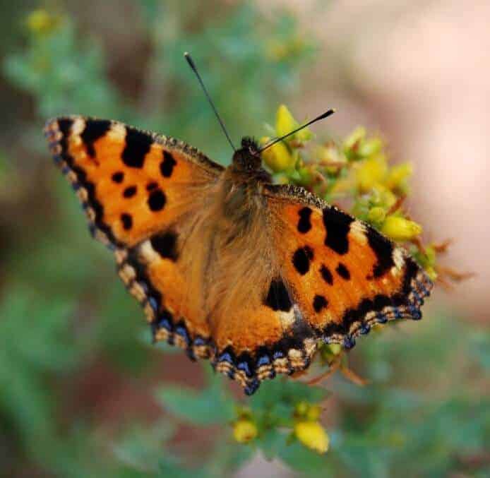 Kids on the Camino - Animal Spotting! butterflies