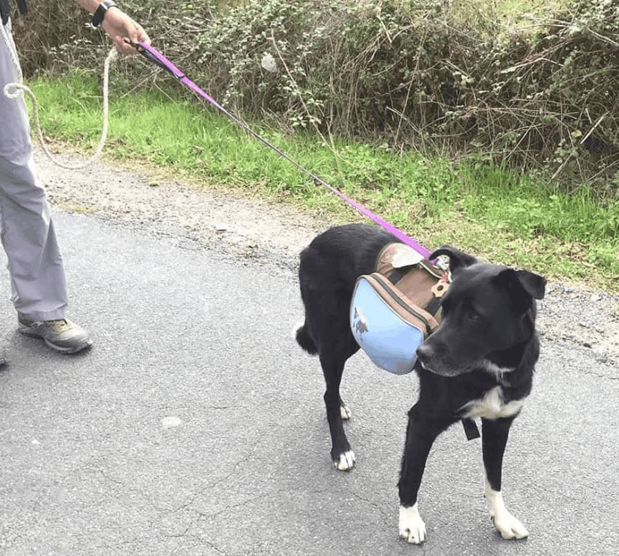 Kids on the Camino Animal Spotting