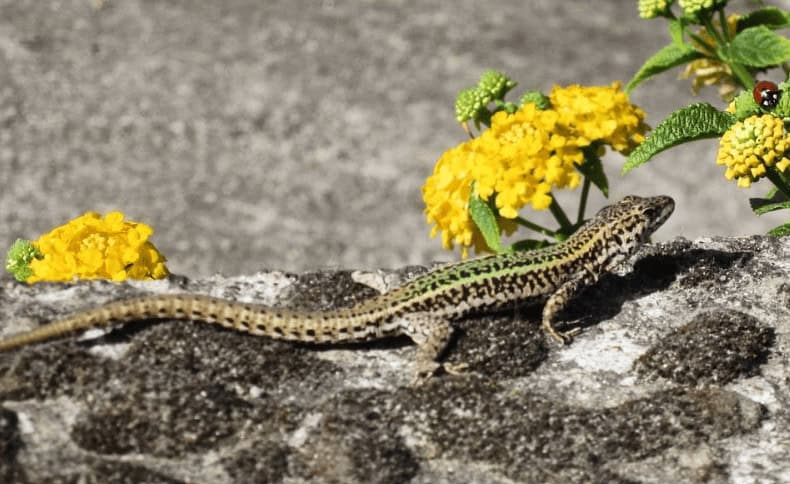 Kids on the Camino Animal Spotting