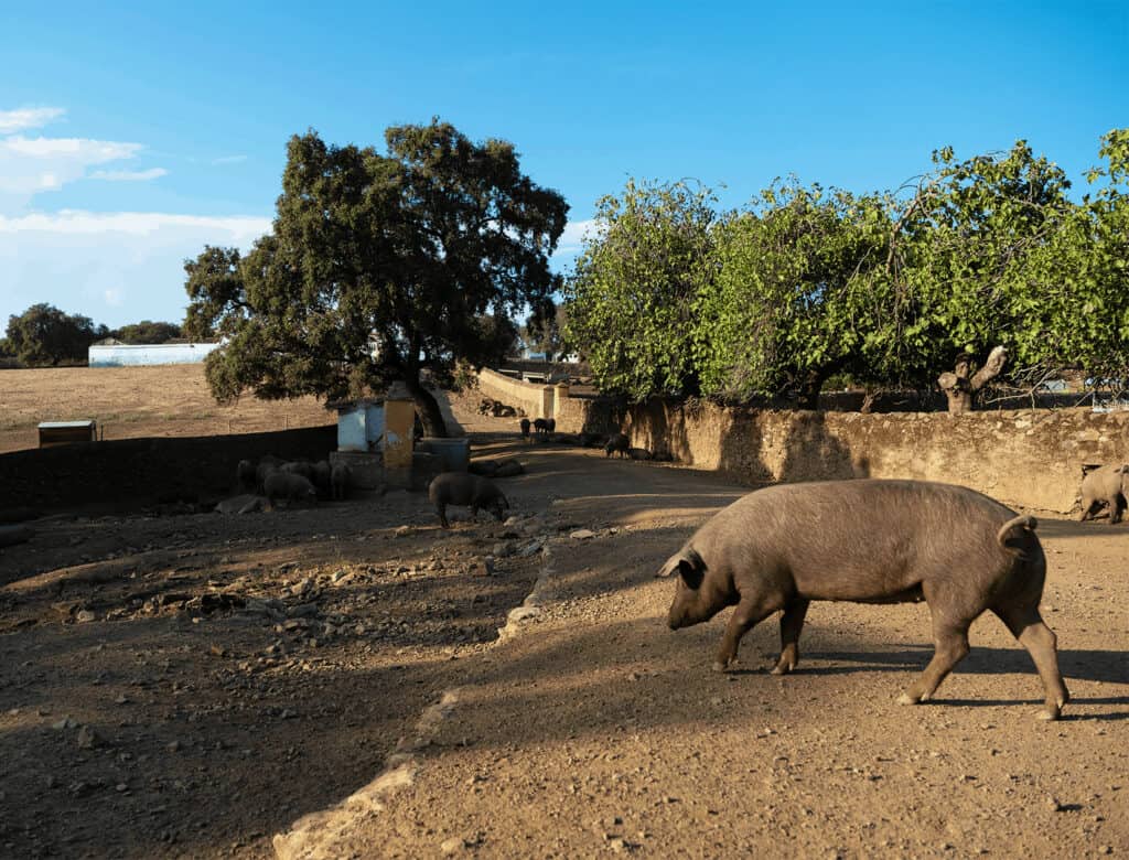 Kids on the Camino - Animal Spotting! pig