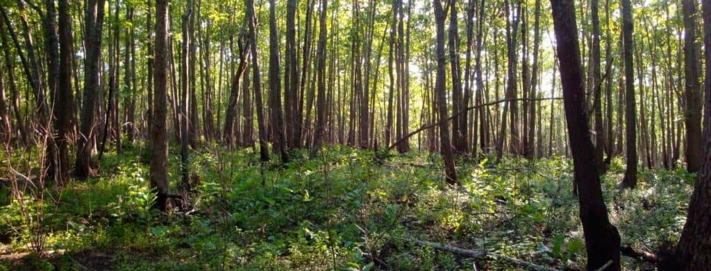 Camino Training Walks - USA