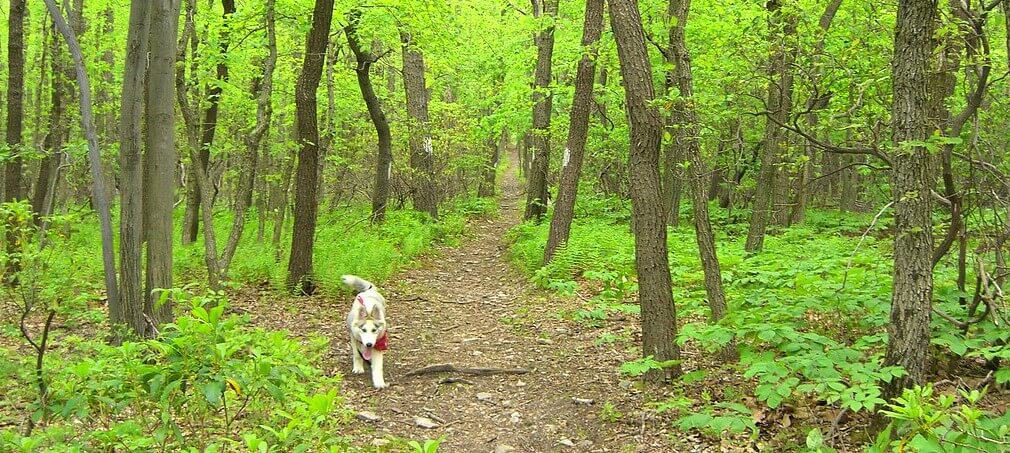 Camino Training Walks - USA
