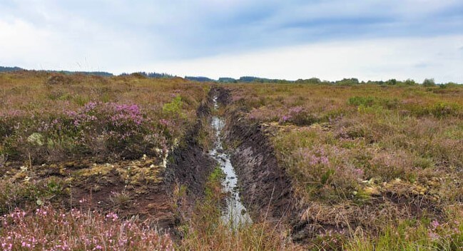 We Bought a Bog!?