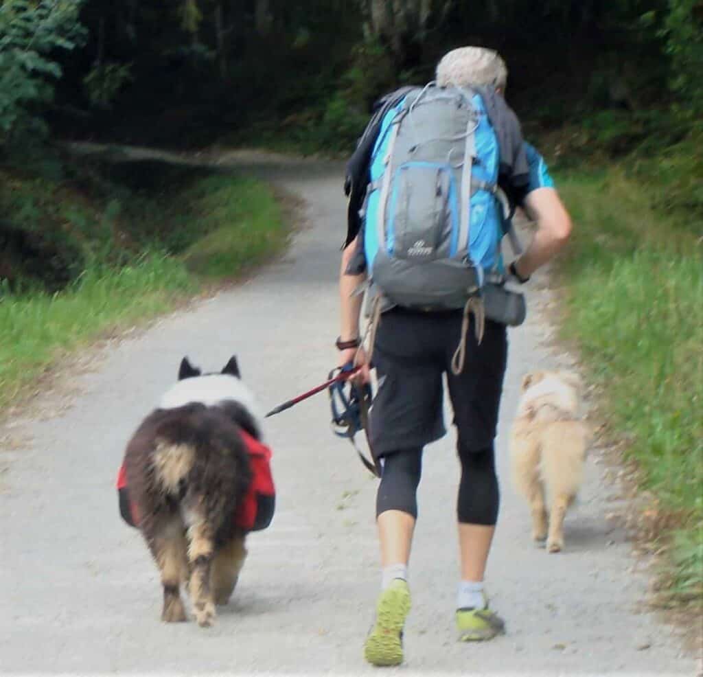 Can I walk the Camino with my dog