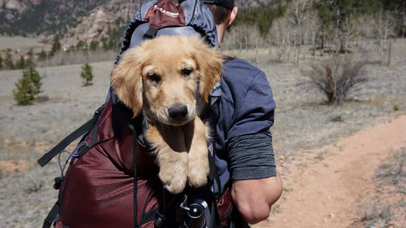 taking your dog on the Camino