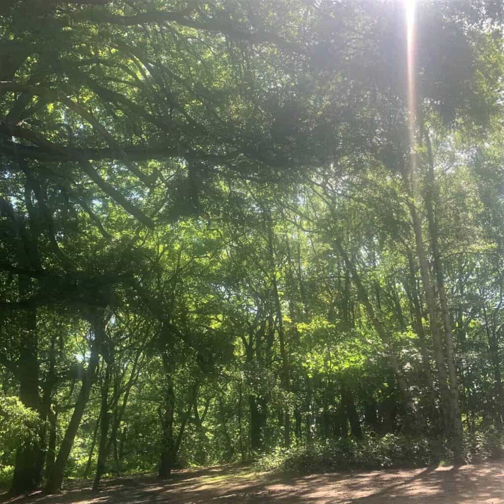 Aneka's London Virtual Camino