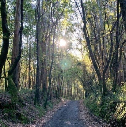 Aneka's London Virtual Camino