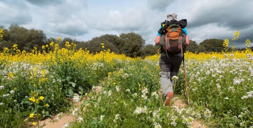 man walking the camino thorugh yellow flowers