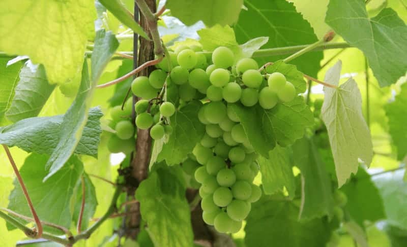 Vineyard on the Camino