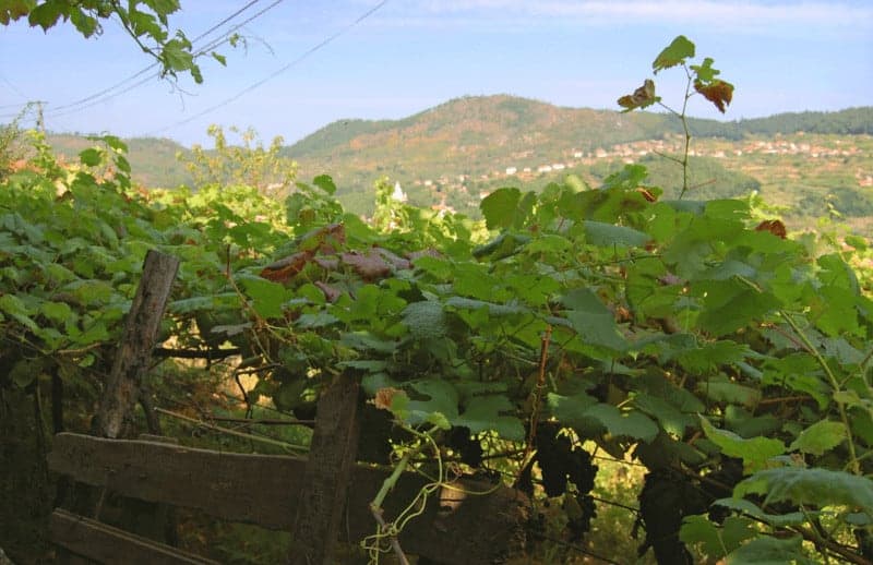 Vineyard on the Camino