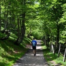 Pilgrim walking the Camino in a forest