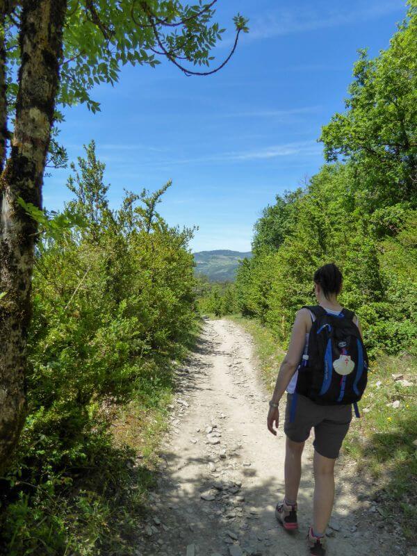 pilgrims walking the Camino in a forest