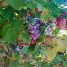 grapes vineyard on the Camino