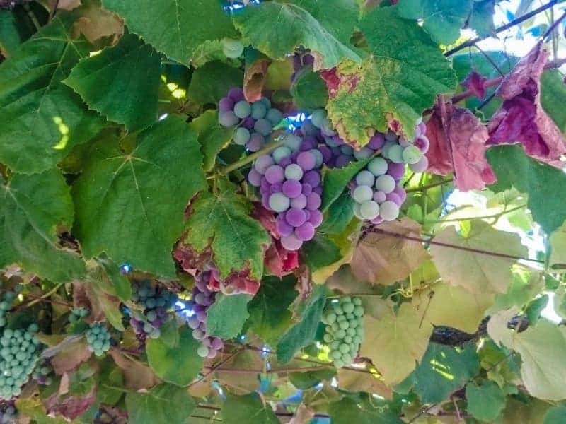 grapes vineyard on the Camino