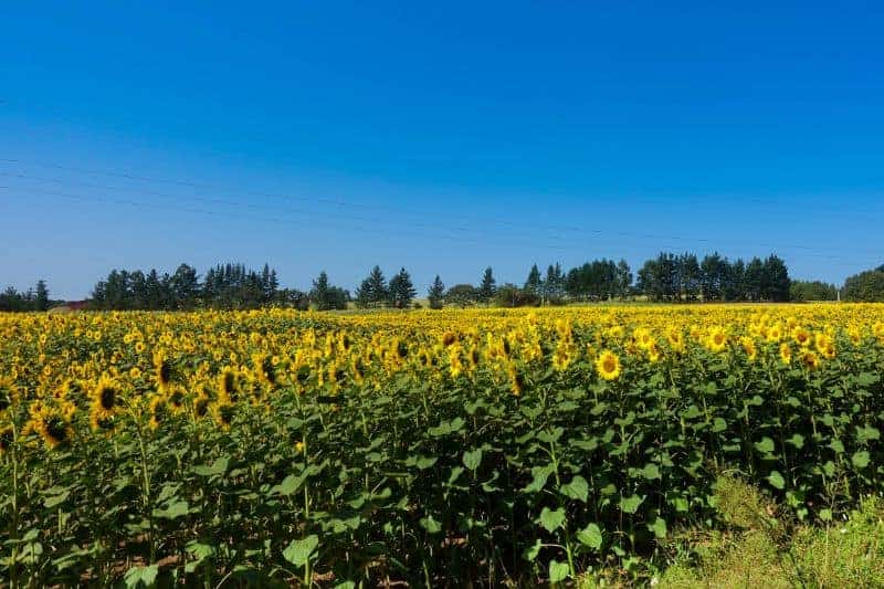 Camino Frances sunflowers field