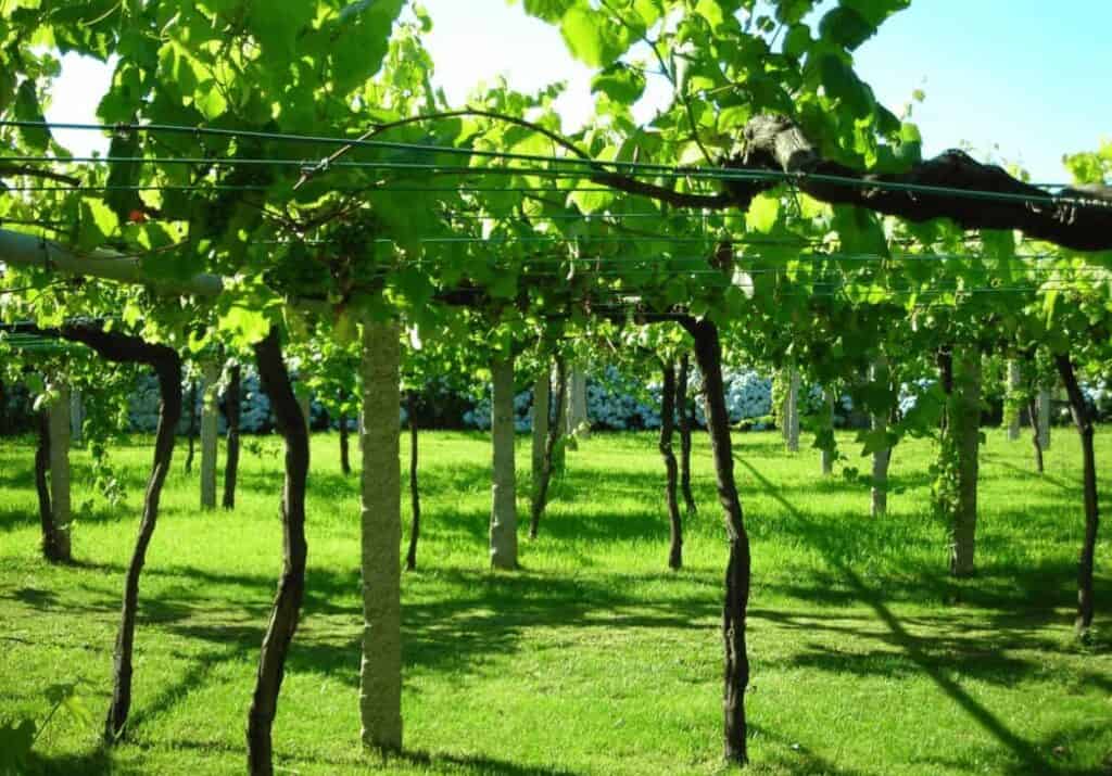 Vineyard on the Camino