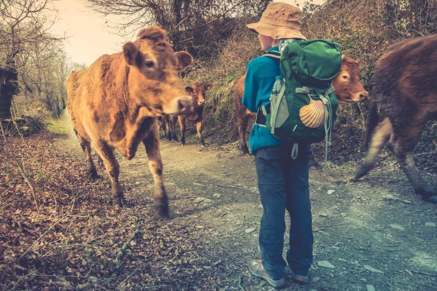 a picture of a pilgrim with cows