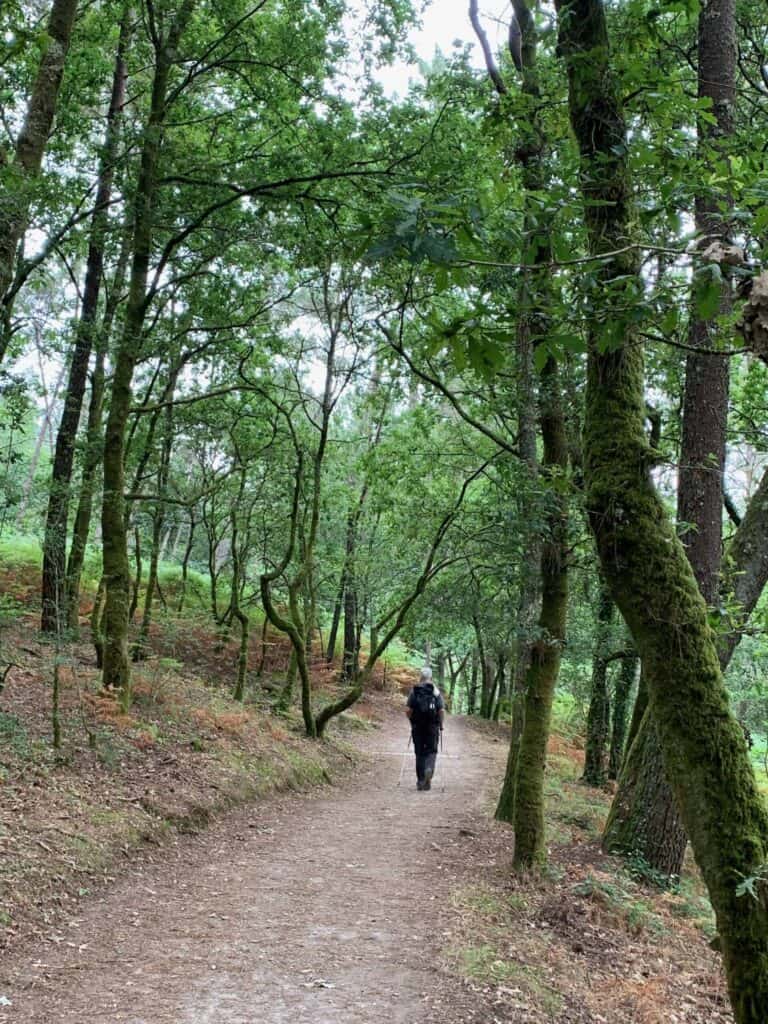 a picture of a pilgrim walking through the forest