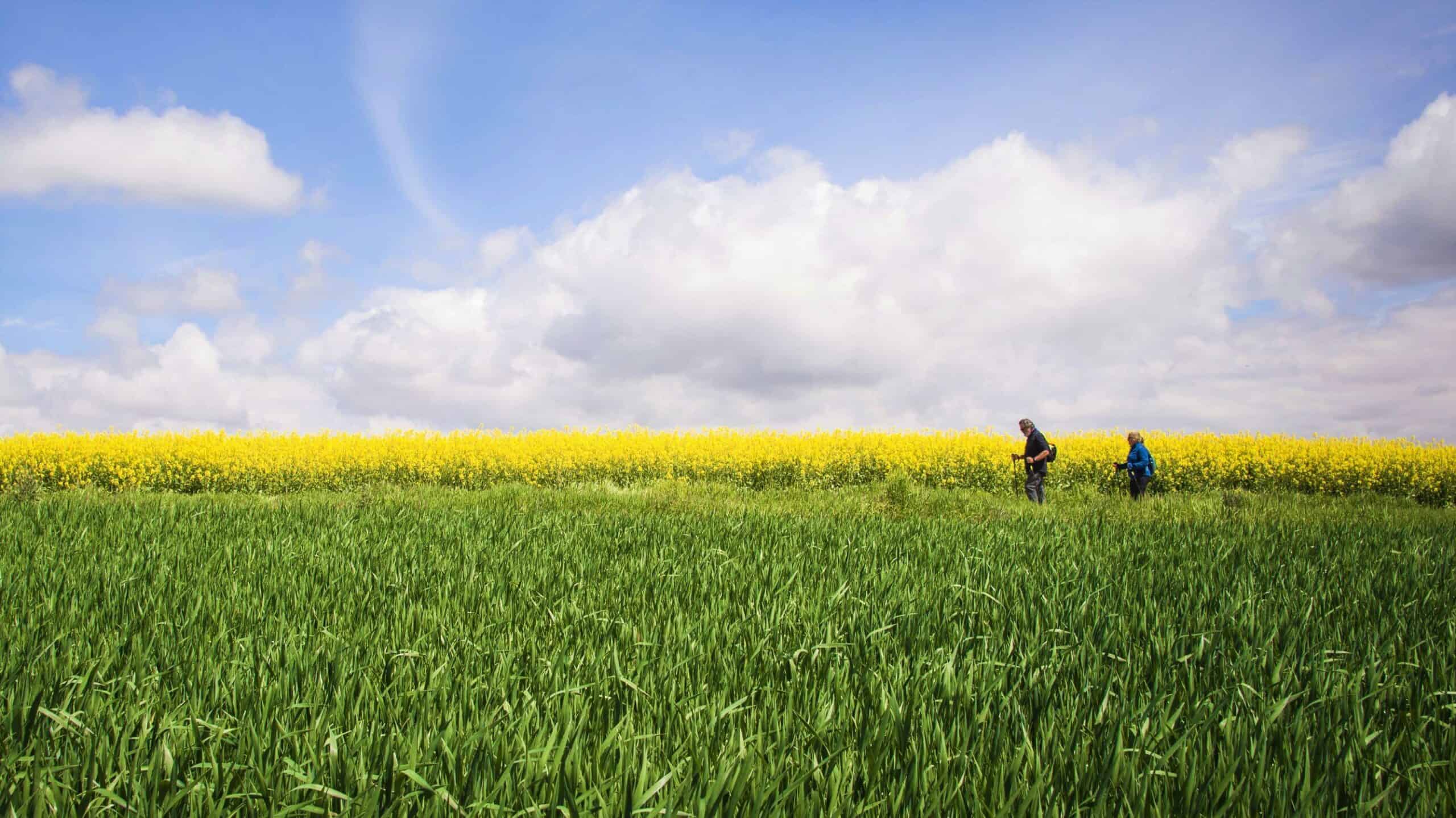 a picture of 2 pilgrims walking through the yards on a path