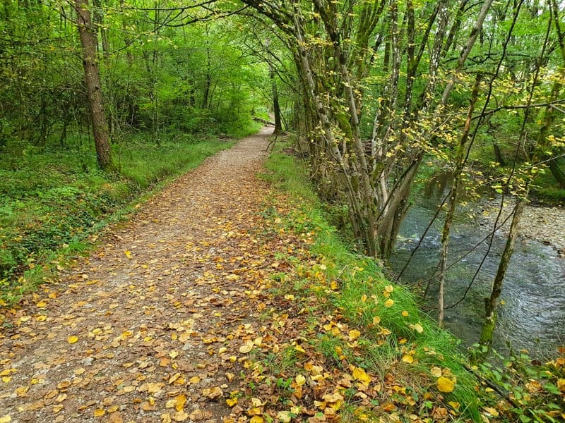 Forest Follow the Camino best deal