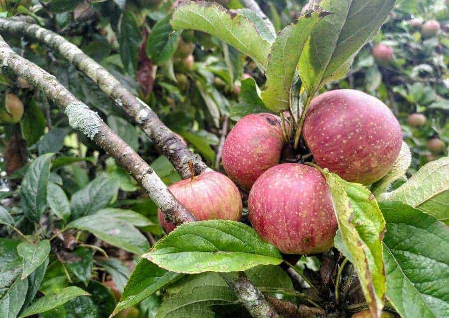 apples in asturias camino primitivo
