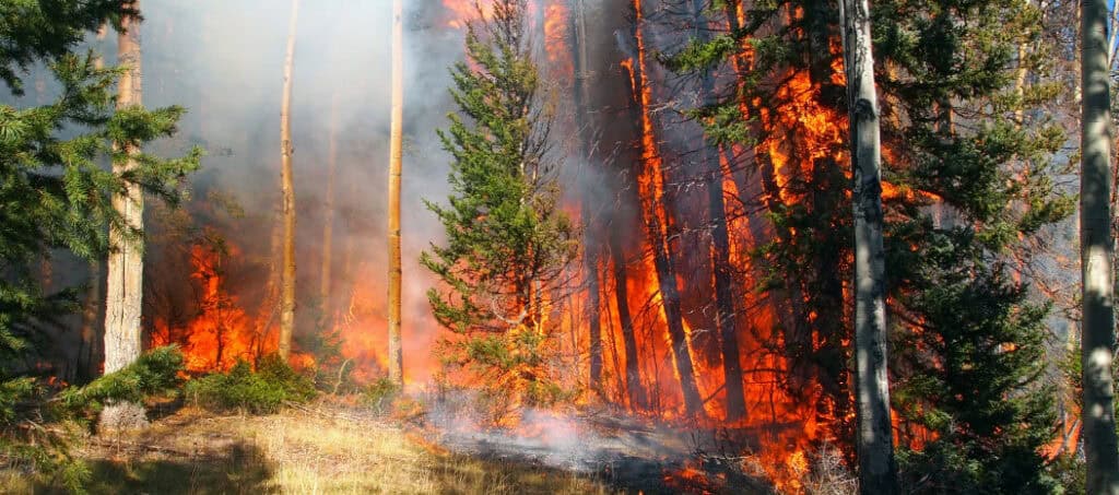 wildfire camino