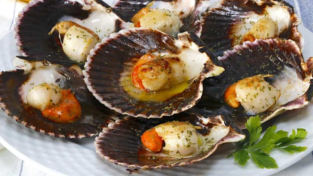 Variegated scallop dish on Camino Ingles