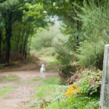 Dog with Camino sign