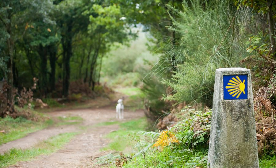 Dog with Camino sign