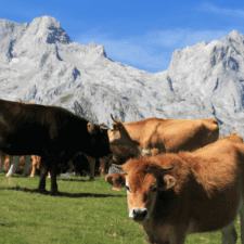 Cows on mountain