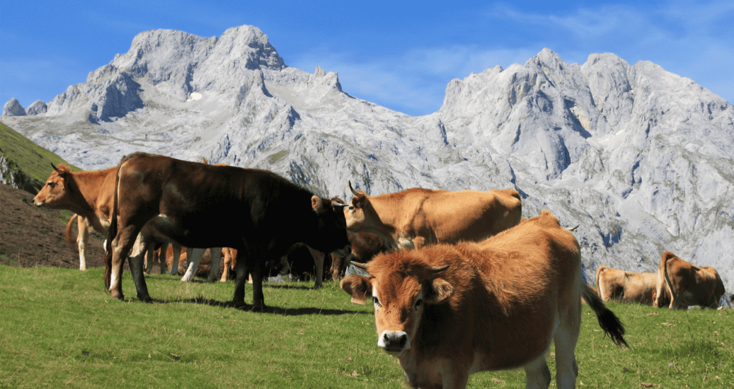 Cows on mountain