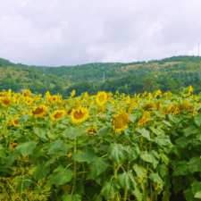 Sunflowers