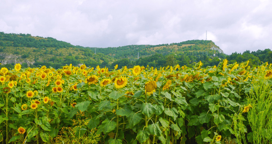 Sunflowers