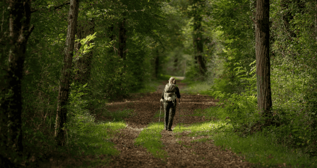 Pilgrim walking through forest