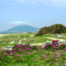 Landscape