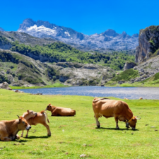 Cows on the camino