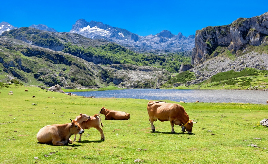Cows on the camino