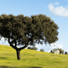 Camino Portugues