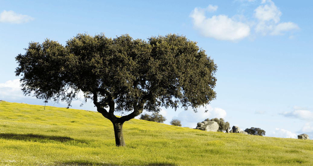 Camino Portugues