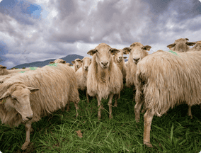 Sheeps grazing on green hill