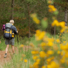 Pilgrims walking through forest with yellow flowers