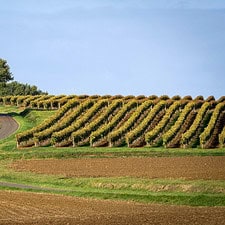 vineyard pilgrim road